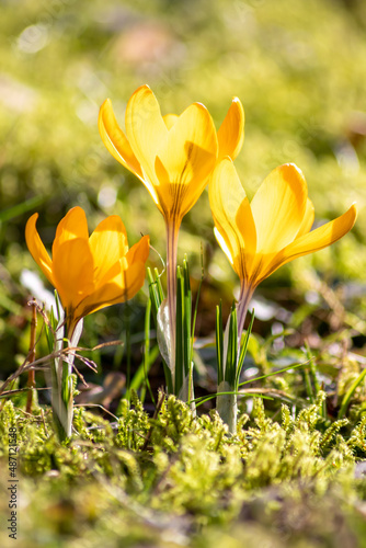 Filigree yellow crocus flower blossoms in green grass are pollinated by flying insects like honey bees or flies in spring time close-up macro with blurred background in garden landscape blooming wild photo