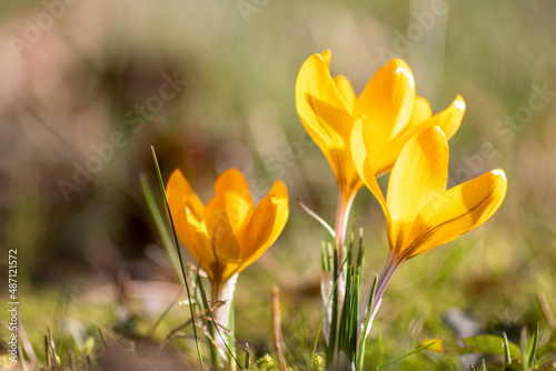 Filigree yellow crocus flower blossoms in green grass are pollinated by flying insects like honey bees or flies in spring time close-up macro with blurred background in garden landscape blooming wild