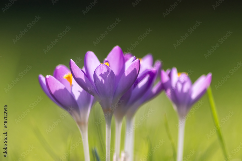 Filigree pink crocus flower blossoms in green grass are pollinated by flying insects like honey bees or flies in spring time as close-up macro with blurred background in garden landscape blooming wild Filigree pink crocus flower blossoms in green grass are pollinated by flying insects like honey bees or flies in spring time as close-up macro with blurred background in garden landscape blooming wild
