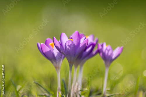 Fototapeta Naklejka Na Ścianę i Meble -  Filigree pink crocus flower blossoms in green grass are pollinated by flying insects like honey bees or flies in spring time as close-up macro with blurred background in garden landscape blooming wild