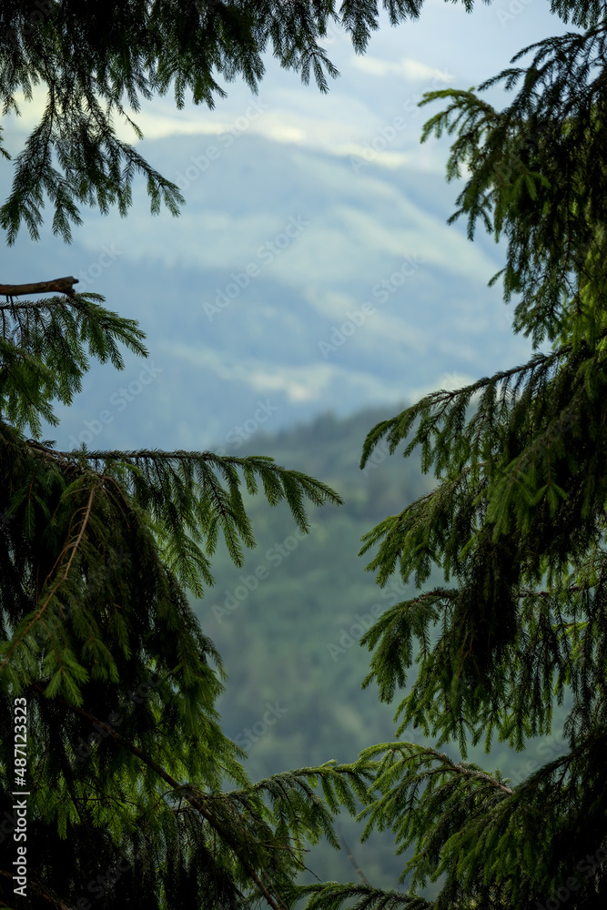 Spruce branches form a natural frame and a view of the green mountains in the background.