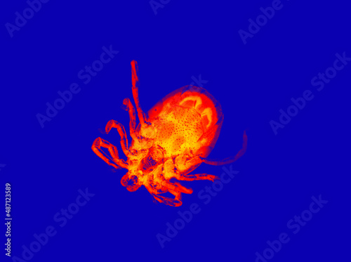 Mite in scientific high-tech thermal imager illustration. Terrible carrier of dangerous diseases. Dangerous insects in park and garden. Ultra macro small creatures photo