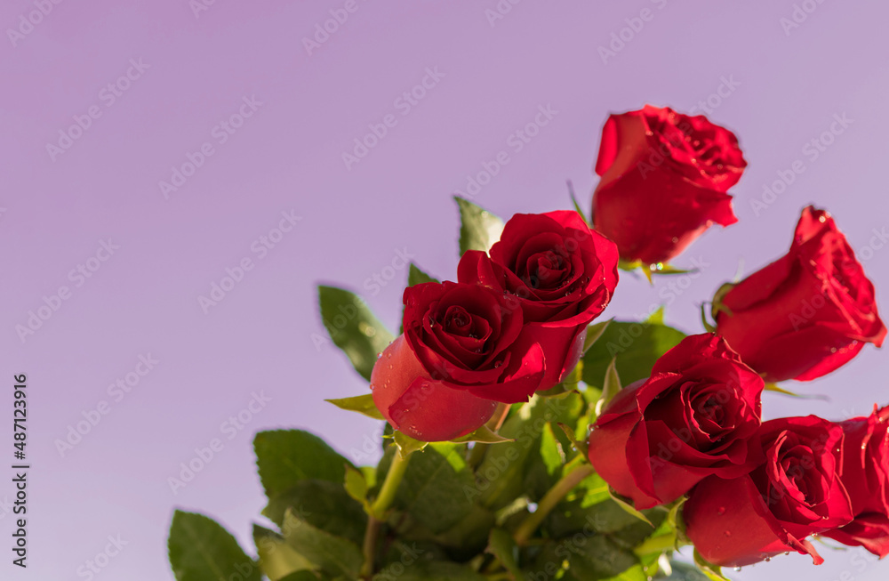 Fototapeta premium Postcard. Red roses on a red background. Congratulations on March 8, Valentine's Day, Mother's Day, Birthday, Anniversary, Wedding, Teacher's Day, to women. Copy space.Flatly