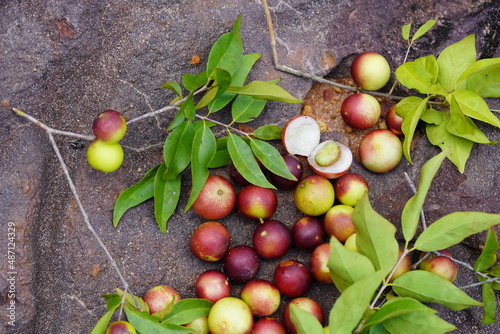 Camu Camu fruits and leaves. Semi-ripe and red fruits from shrubs that grow wild on the banks of the Rio Negro in Brazil. Camucamu (Myrciaria dubia) is a fruit with the highest concentration vitamin C photo