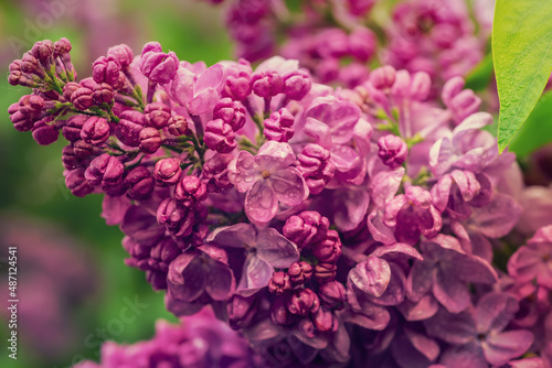 Spring lilac flowers