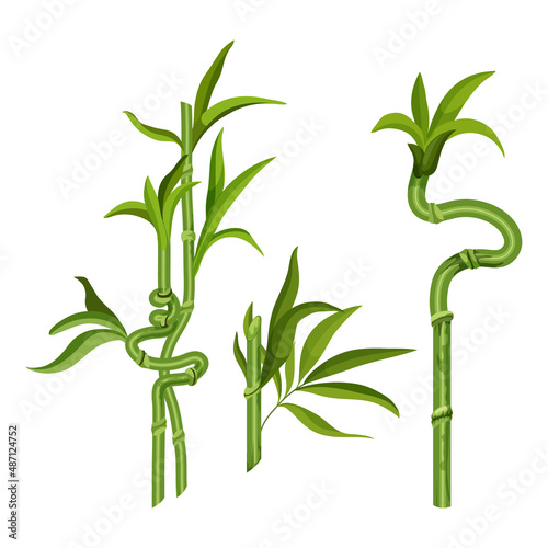 Lucky bamboo sprouts, Chinese or Japanese tree
