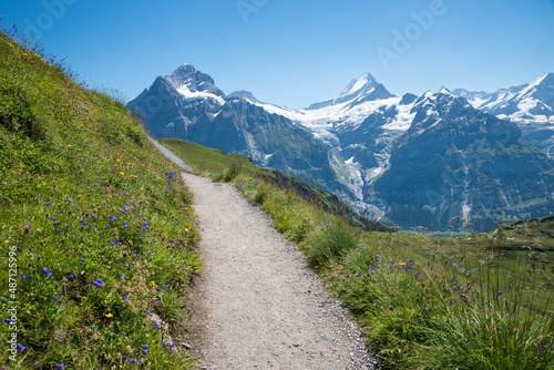 stunning mountain landscape Bernese Alps, hiking trail Grindelwald first, bluebells beside the path