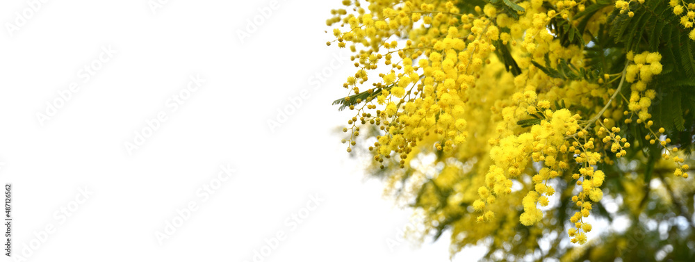 spring composition with mimosa flowers. Mimosa on white background, spring season concept. symbol of 8 march, happy womens day. copy space. long banner spring composition with mimosa flowers. Mimosa on white background, spring season concept. symbol of 8 march, happy womens day. copy space. long banner