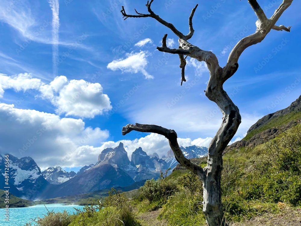 Tree with blue mountain lake and glacier in Torres del Paine National Park, Chile Tree with blue mountain lake and glacier in Torres del Paine National Park, Chile