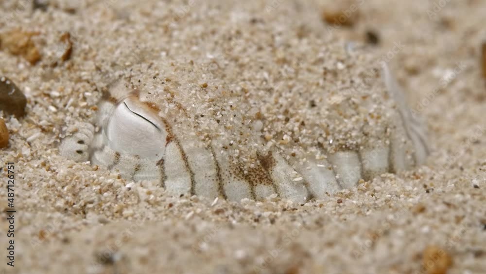 Sepioloidea lineolata Striped Pyjama Squid eye close up buried at Edithburgh 008 Sepioloidea lineolata Striped Pyjama Squid eye close up buried at Edithburgh 008
