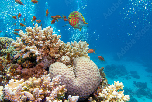 Colorful, picturesque coral reef at the bottom of tropical sea, hard corals and Klunzingers fish wrasse, underwater landscape