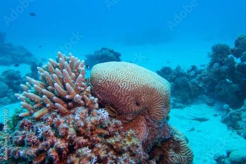 Colorful, picturesque coral reef at the bottom of tropical sea, brain coral, underwater landscape