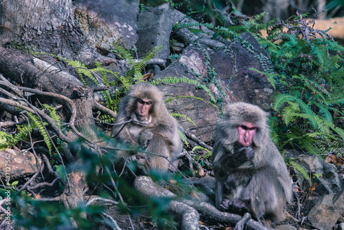 Wild monkey in Yakushima island Kagoshima Japan	
