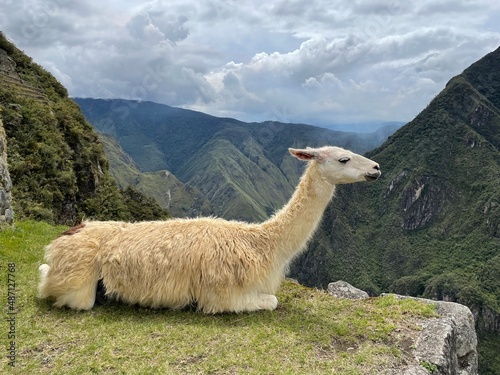 Scenic view from Machu Picchu, llama sitting on edge of mountain in Peru