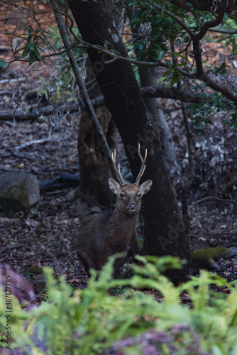Wild deer in Yakushima island Kagoshima Japa © osero.