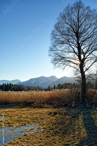 Blick im Winter über das Murnauer Moos mit einem kahlen Baum auf die Berge des Wettersteins und der Ammergauer Alpen, Bayern, Deutschland, Europa