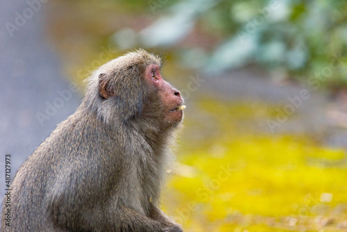 Wild monkey in Yakushima island Kagoshima Japan