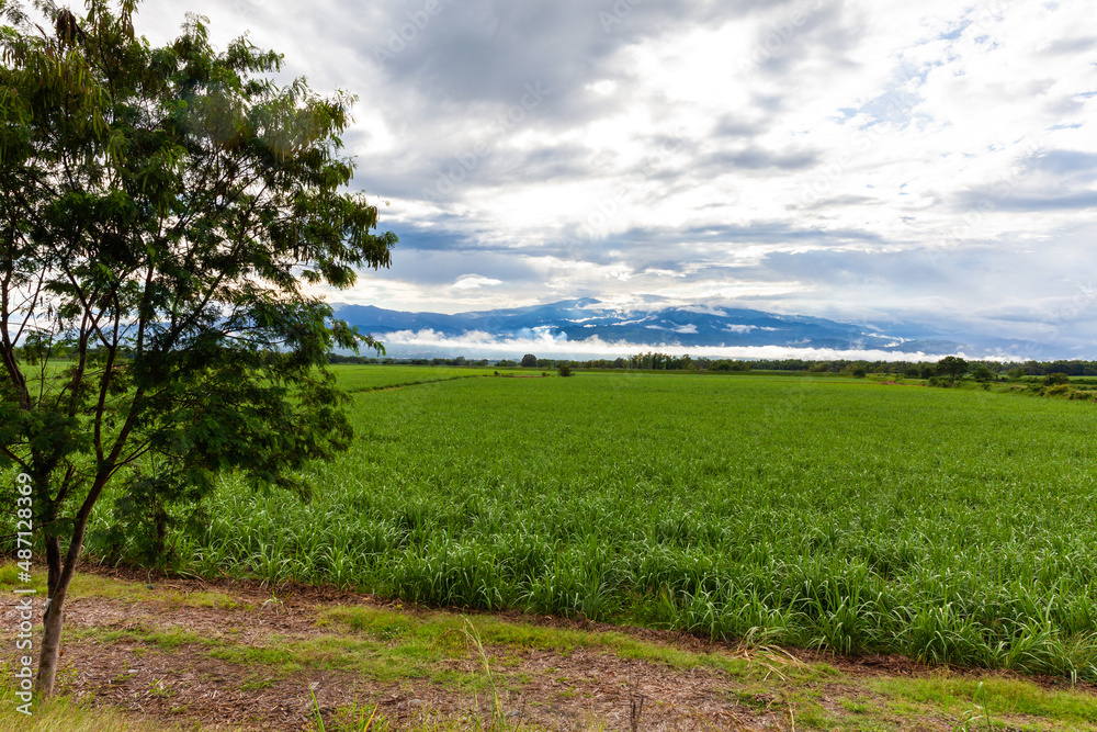 Obraz premium Sugar cane field and the majestic mountains at the Valle del Cauca region in Colombia