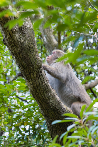 Wild monkey in Yakushima island Kagoshima Japan	