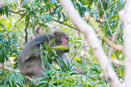Canvas Print Wild monkey in Yakushima island Kagoshima Japan