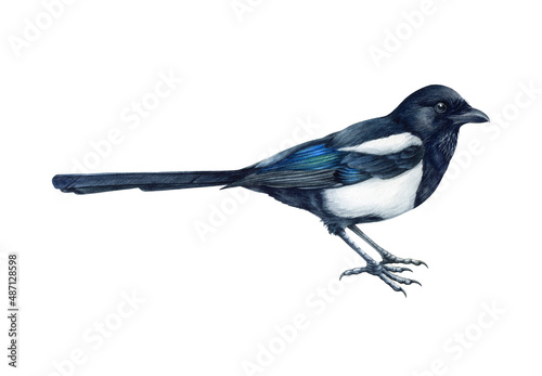 Valokuvatapetti Magpie bird realistic watercolor illustration