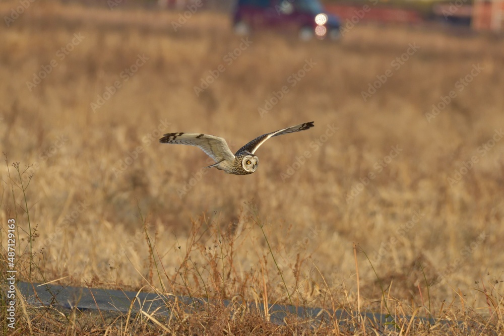 Obraz premium コミミズク