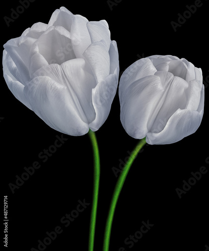 White tulips flower on black isolated background with clipping path. Closeup. Flower on a green stem. Nature.
