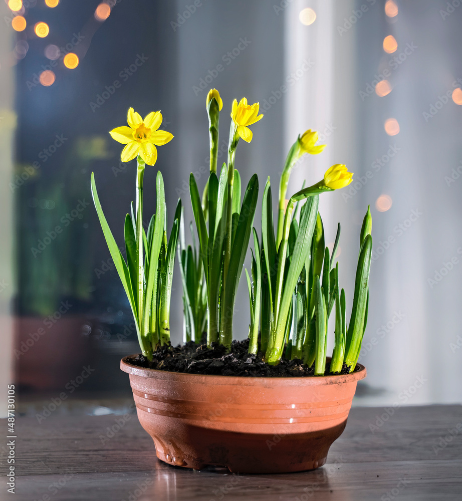 Blooming daffodils in a flower pot on a windowsill on a dark background with bokeh