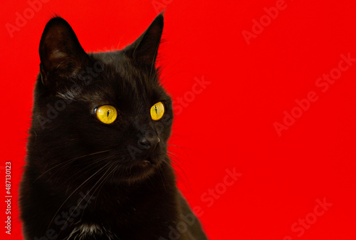 black cat sitting looking at red background symbol of 2023 new year postcard banner © Наталья Мироненко