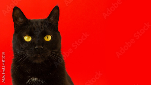 black cat sitting looking at red background symbol of 2023 new year postcard banner 2023 © Наталья Мироненко
