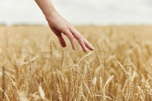 Image of spikelets in hands the farmer concerned the ripening of wheat ears in early summer sunny day