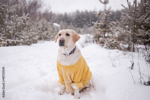 Big white dog in a yellow sweater