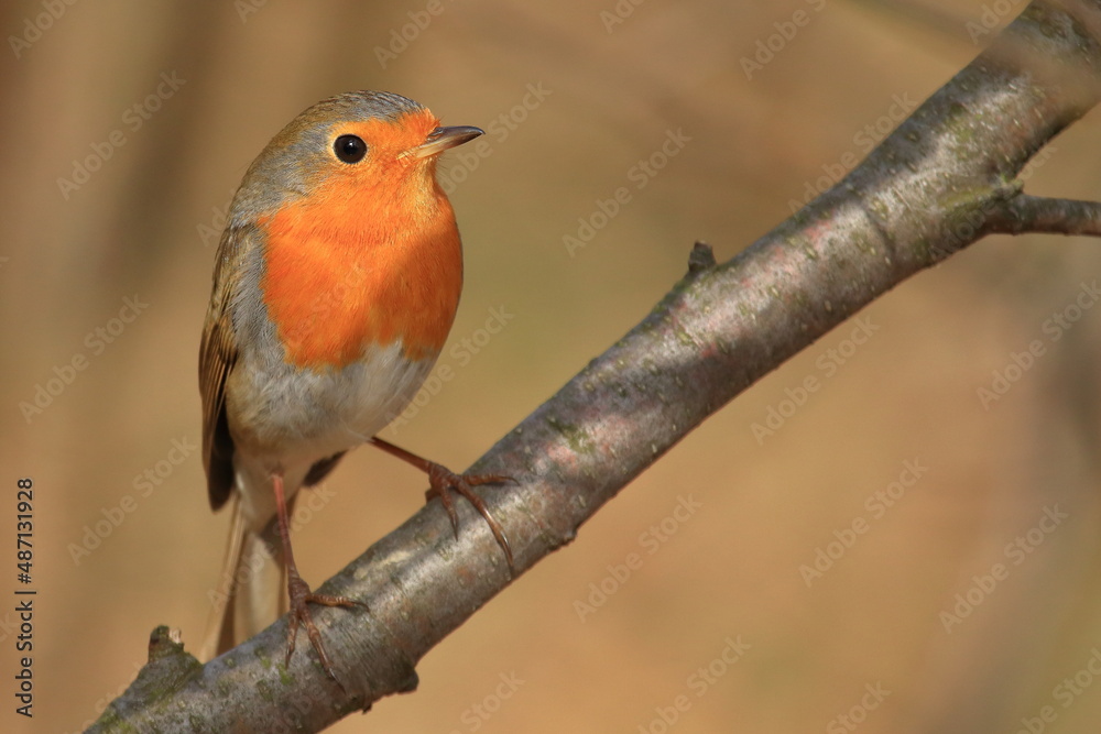 Robin (Erithacus rubecula) standing on a branch in beautiful sunny day in spring Robin (Erithacus rubecula) standing on a branch in beautiful sunny day in spring