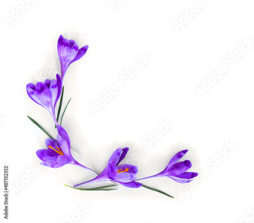 Violet crocuses on a white background with space for text. Spring flowers. Top view, flat lay #487132352