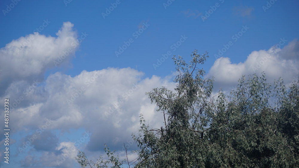 Obraz premium Cumulus (Cu), chmura kłębiasta – oddzielna, nieprzezroczysta, zwykle biała chmura złożona z kropel wody. Jej górna część (z wyjątkiem gatunku Cumulus fractus) ma kształt kopulasty lub kalafiorowaty. 