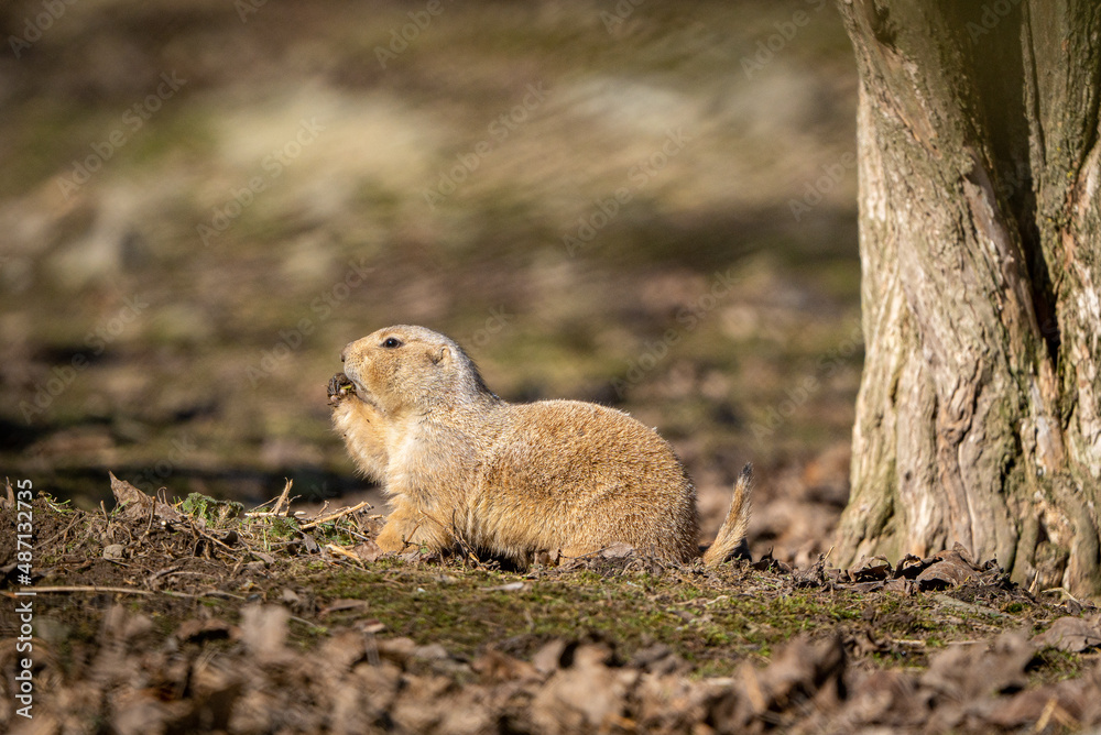 Fototapeta premium Ground Squirrel on a rock