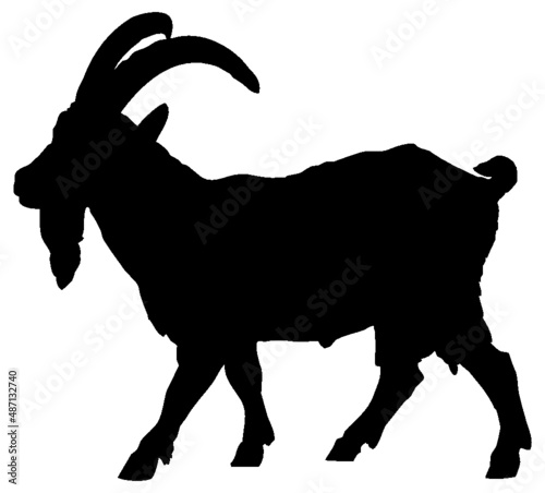Black and white vector silhouette of an adult domestic goat with big horns. Isolated on white background.
