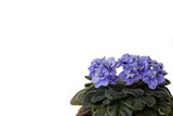 Saintpaulia (African violet) in a pot, isolate on white background with copy space. Home flowers, hobby.