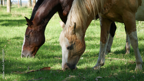 Close view of couple of young  horses grazing in a summer morning        