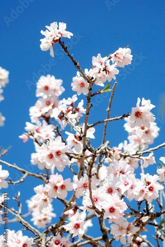 Almendro florecido
