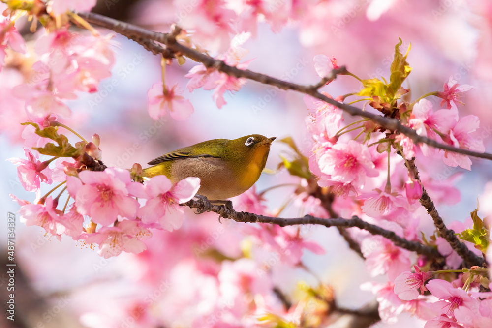 Japanese White-eye and Cerasus lannesiana Carriere at Shibuya, Tokyo, Japan Japanese White-eye and Cerasus lannesiana Carriere at Shibuya, Tokyo, Japan