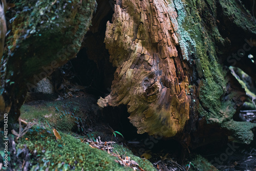 Landscape of Yakushima ,Japanese natural heritage site