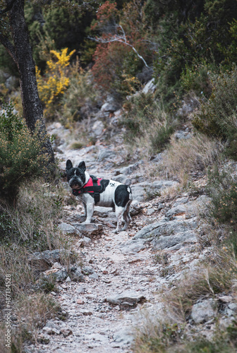 french bulldog walking up a mountain trail