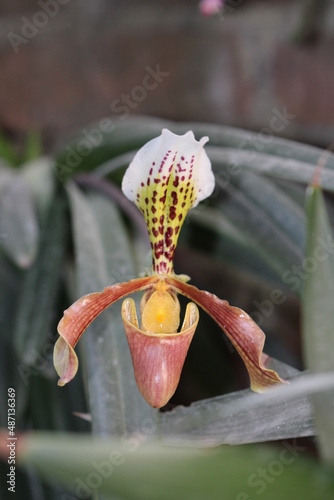 flor de orquídea blanca con rojo y amarillo con puntos negros y con fondo de hojas verdes secas con iluminación fuerte photo