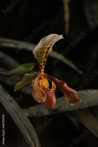 orquidea con fondo negro y hojas verdes photo