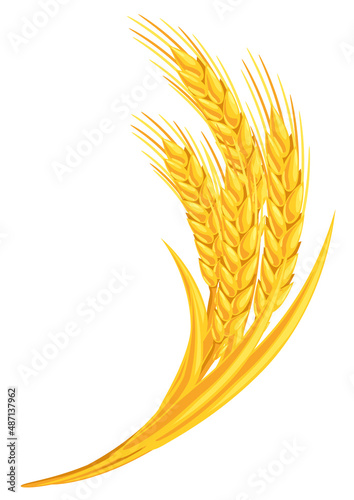 Illustration of wheat bunch. Agricultural image golden ears of barley or rye.