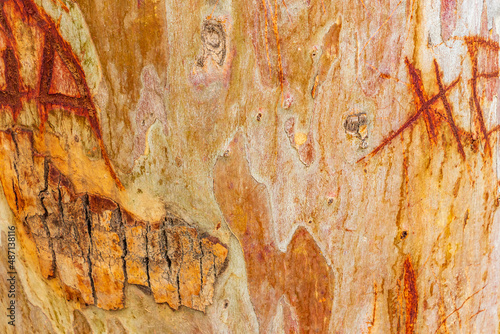 Beautiful orange-yellow tree bark texture from Voula in Greece. photo