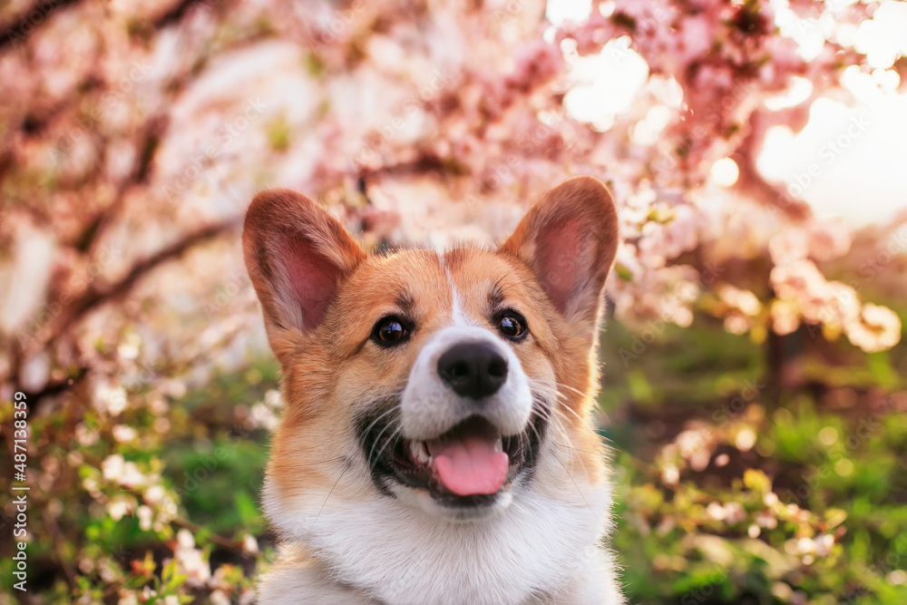 portrait of a cute smiling corgi dog in a spring blooming sunny garden portrait of a cute smiling corgi dog in a spring blooming sunny garden