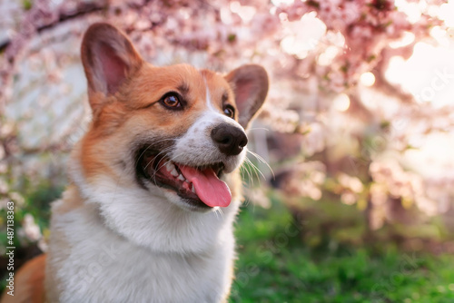 portrait of a smiling corgi dog in a spring blooming sunny garden
