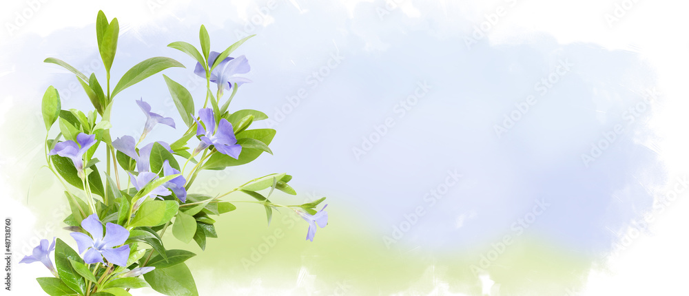 Bouquet of blue periwinkles isolated on pastel watercolor background. Periwinkle spring flowers. Horizontal banner with copy space. Place for a text Bouquet of blue periwinkles isolated on pastel watercolor background. Periwinkle spring flowers. Horizontal banner with copy space. Place for a text